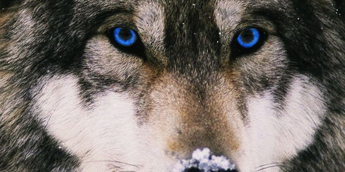 1080x1920 My Best Phone Wallpapers - Wolf Hd Wallpaper For Mobile (#368870