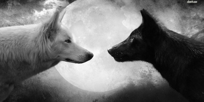 1366x768 Cool Wolf Backgrounds