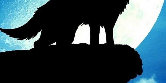 720x1280 Wolf Wallpapers 4K for Android - APK Download