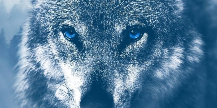 1080x1920 Tribal Wolf Wallpaper (58+ images)