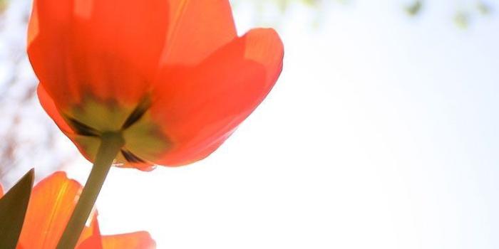 735x1100 10+ Top Good Morning Images For Morning Booster | HappyShappy - Ind