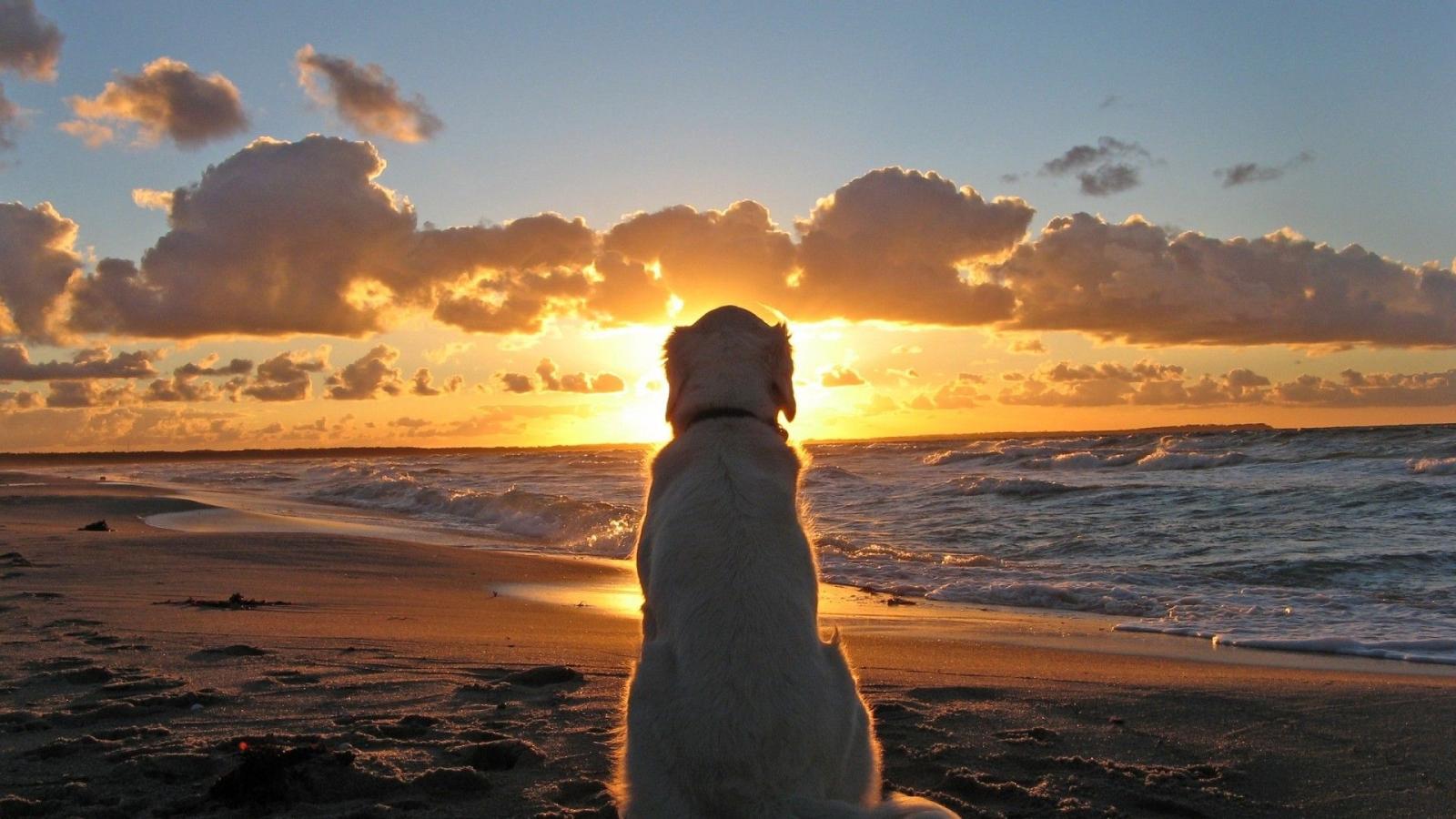1920x1080 Dog And Sunset Beach Image Wallpaper | WallpaperLepi
