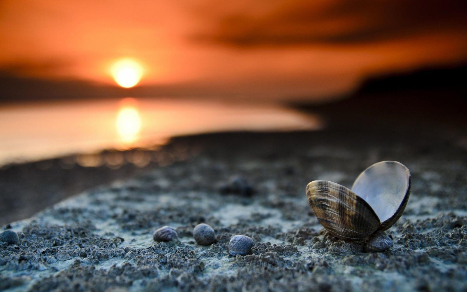 1920x1200 Beach Sunset Landscape Shells Sea Sand Pebbles Desktop - Shell In