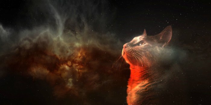 1920x1080 78+ Space Cat Wallpapers on WallpaperPlay