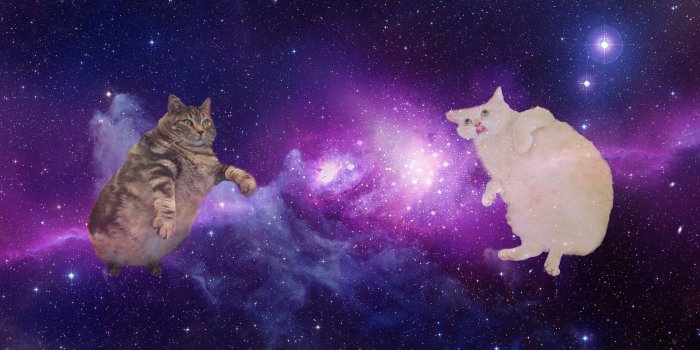 1920x1080 Cats in Space Wallpapers - Top Free Cats in Space Backgrounds