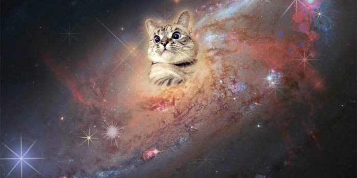 3125x2440 Cat In Space. - Cats Photo (37816614) - Fanpop
