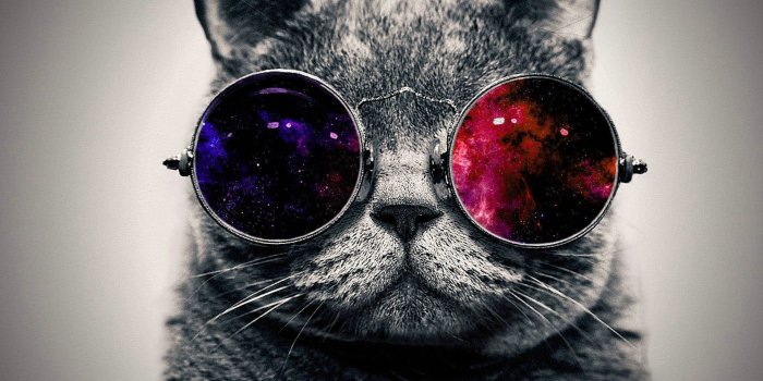 1912x1186 Gray cat, cat, space art, animals, space HD wallpaper | Wallpaper Flare