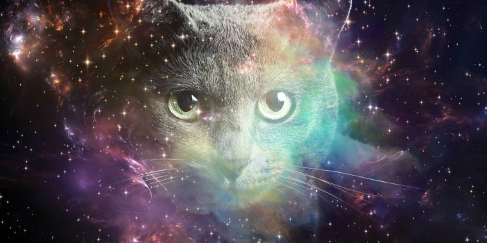 1920x1080 Space Cat HD wallpaper