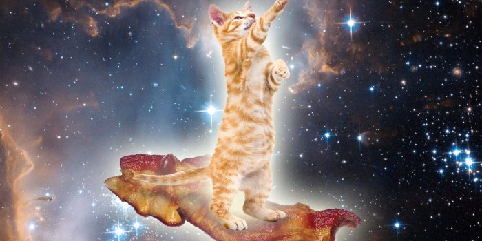 1680x1050 animals, Cat, Bacon, Space, Surreal Wallpapers HD / Desktop and