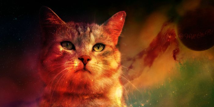 1920x1085 Cat In Space Animal Wallpaper | NU WALLPAPER HD