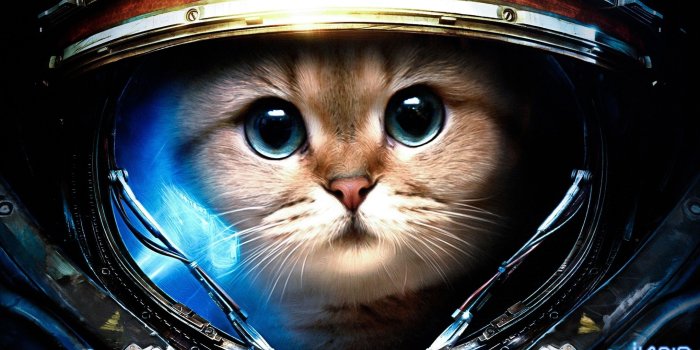 2560x1440 Games / Mass Effect - Cats In Space (#95534) - HD Wallpaper Download