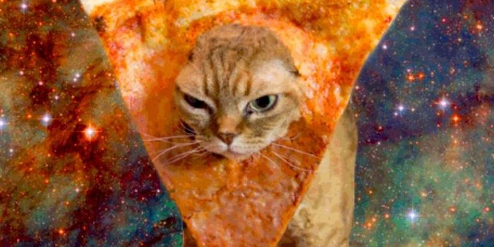 1024x768 Cats in space by bailey hall - Free HD Wallpapers