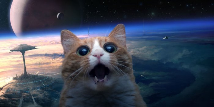 1600x747 Space Cat Wallpaper on WallpaperGet.com