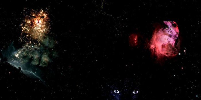 1177x760 Space Cat Tumblr Backgrounds | Wallpapers Gallery