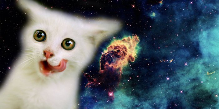 1920x1080 space, Stars, Cat Wallpapers HD / Desktop and Mobile Backgrounds