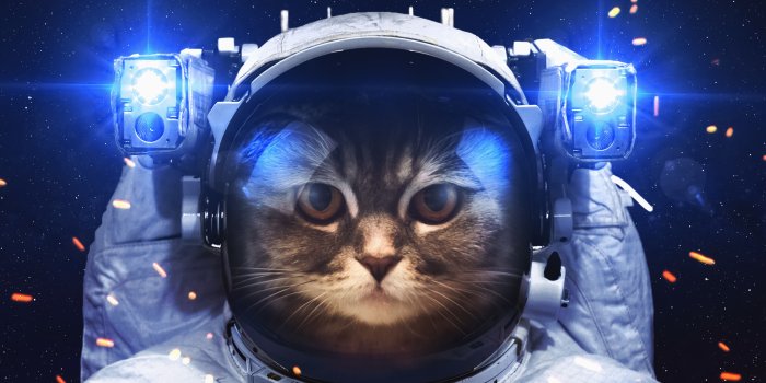 6144x4088 Astronaut Cat, HD Others, 4k Wallpapers, Images, Backgrounds, Photos