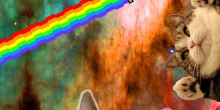 736x1309 Cat universe iphone wallpaper - Src conference melbourne 2018