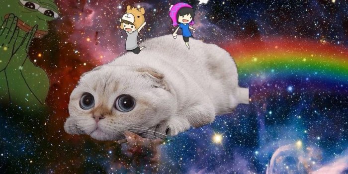 1024x768 Taco cat in space wallpaper / Adex token number verizon
