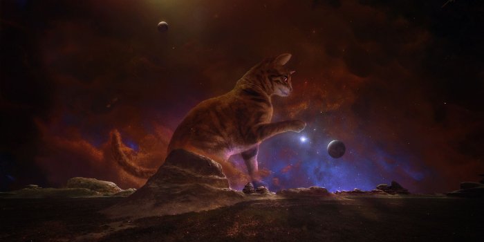 1924x1080 5051088 Cat, Planet, Pet, Space wallpaper and background | Other