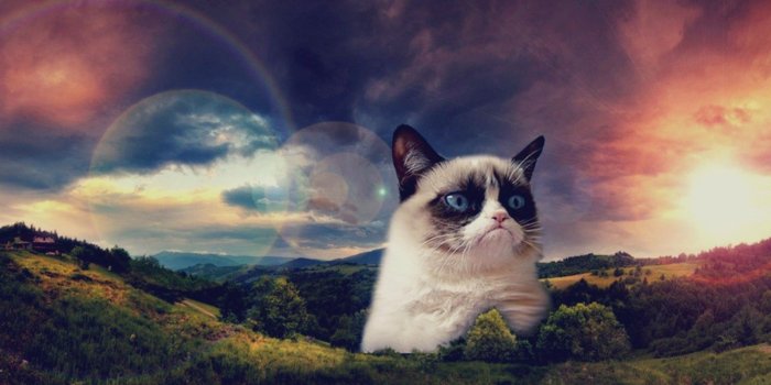 1920x1080 Space Cats HD Wallpaper 1280x598