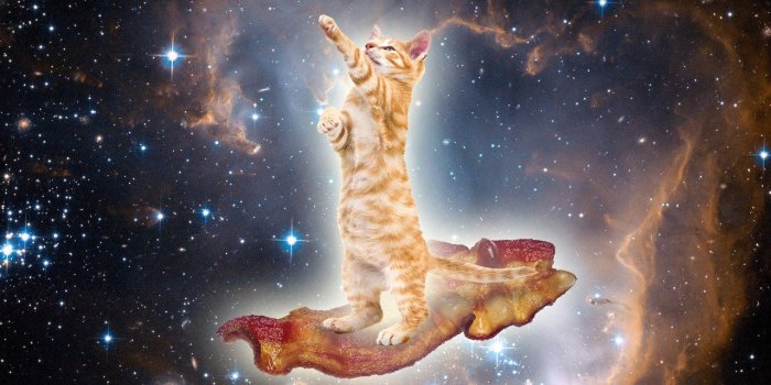 1280x853 Free Space Cat Wallpaper Hd Long Wallpapers Cats Tumblr - Litle Pups