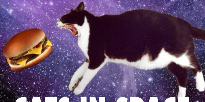 1024x768 CATS IN SPACE by BAILEY HALL