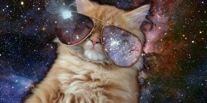 2399x1636 42+] Cat in Space Wallpaper on WallpaperSafari
