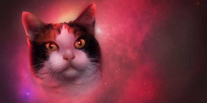 1920x1080 Space cat [1920x1080] : wallpaper