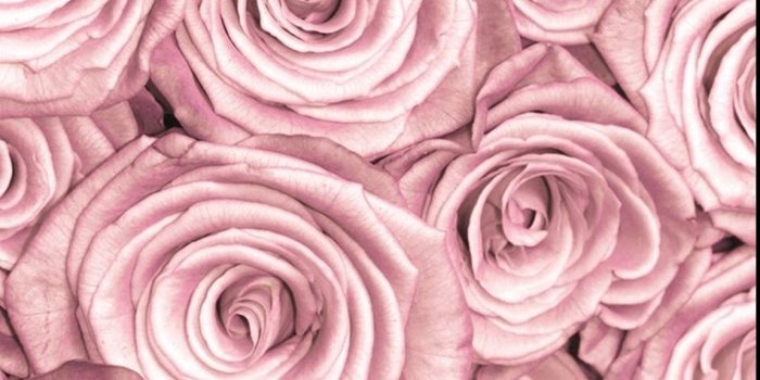 1150x2048 64+ Roses Screensaver Wallpapers on WallpaperPlay