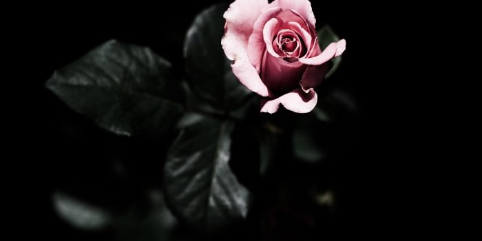 2560x1600 Pink and Black Backgrounds for Desktop (58+ images)