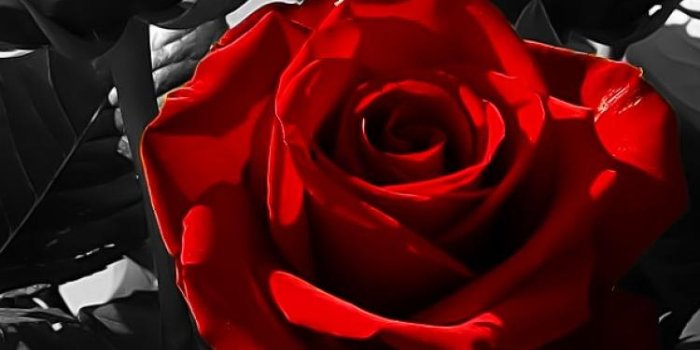 750x1334 Black Roses Wallpaper Iphone - HD Image Flower and Rose Xmjunci.Com