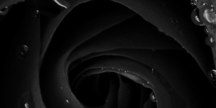 1242x2208 Flower dark background: Dark rose Wallpaper for iPhone X, 8, 7, 6