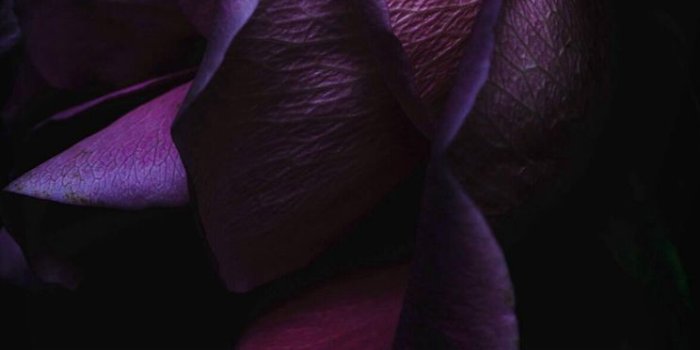 744x1392 Dark Rose Wallpapers