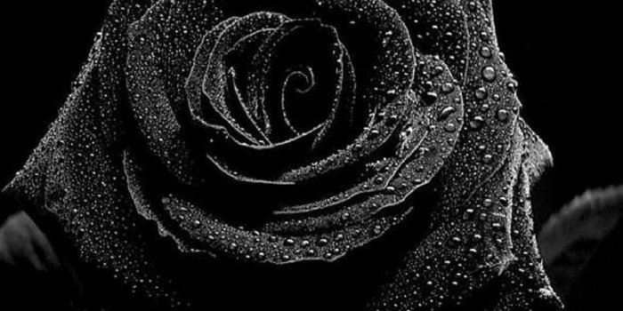 1920x1080 Free Black Rose Wallpapers For Iphone at Landscape » Monodomo