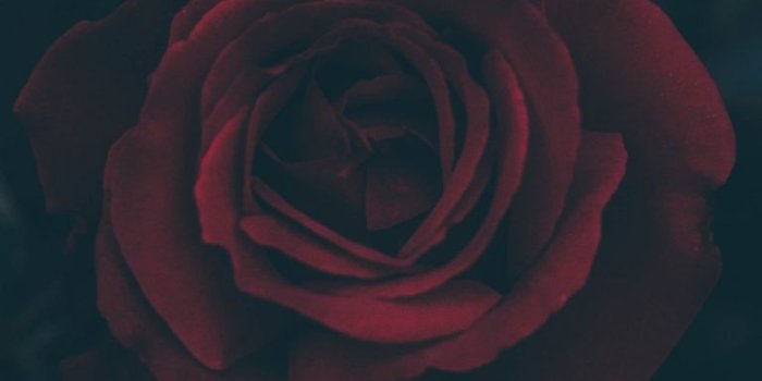 768x1365 Rose Bud Dark Leaves Wallpaper - [1440x2560] | advertising in 2019
