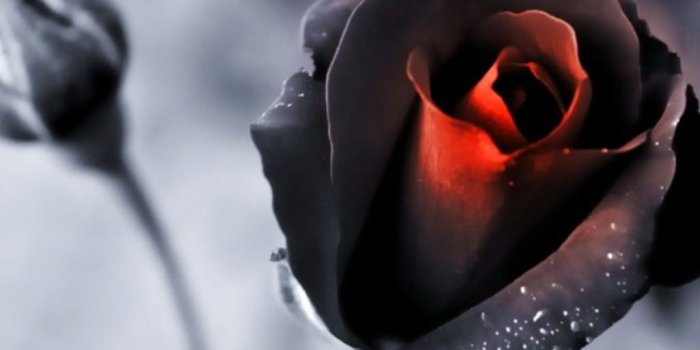 1024x1024 50+ Black Rose iPhone Wallpapers - Download at WallpaperBro