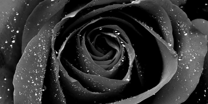 1600x1200 dongetrabi: Black Rose Iphone Wallpaper Images