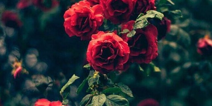 750x1334 30 Red Rose iPhone Wallpapers - WallpaperBoat