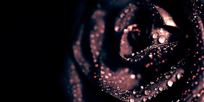 1920x1200 Black Rose Wallpapers High Quality | Download Free