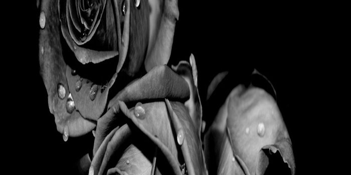 1080x1920 50+ Black Rose iPhone Wallpapers - Download at WallpaperBro