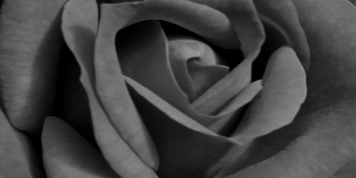 938x1668 Download wallpaper 938x1668 black rose, flower, bud iphone 8/7/6s/6