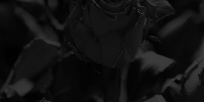 1242x2208 Black Rose Iphone Wallpaper (45+ Pictures)