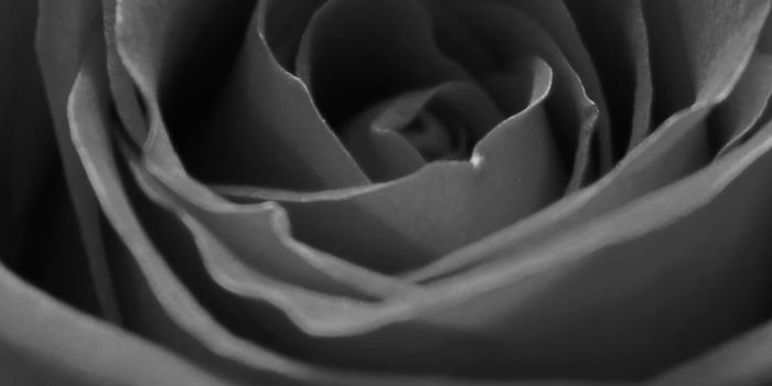 1125x2436 iPhoneXpapers - ml60-rose-flower-dark-bw-nature