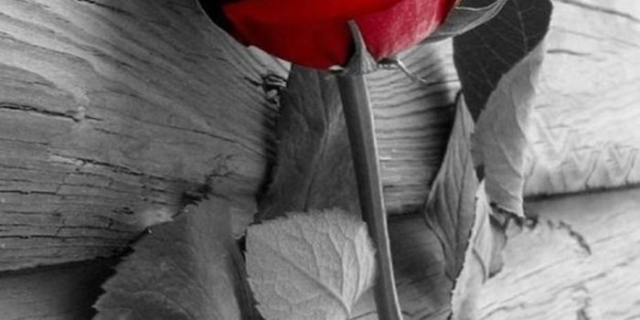 1600x2650 Free download black and white rose wallpaper iPhone Wallpapers