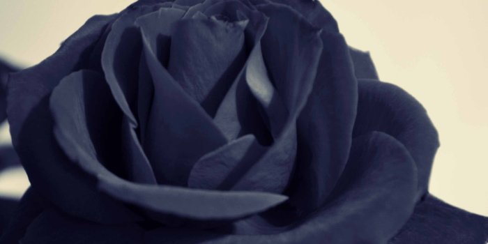 2560x1600 Black Rose Mac Wallpaper Download | Free Mac Wallpapers Download