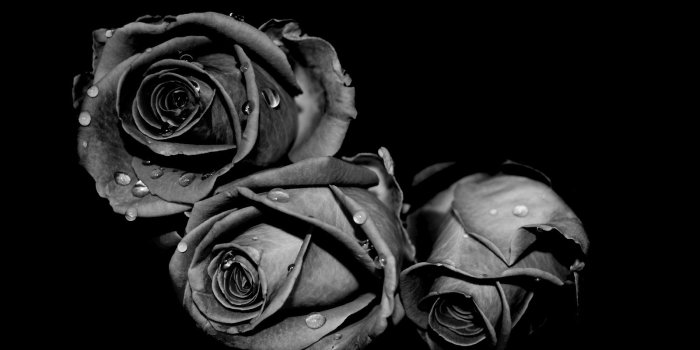 1600x1200 Black Rose Pictures #7008528