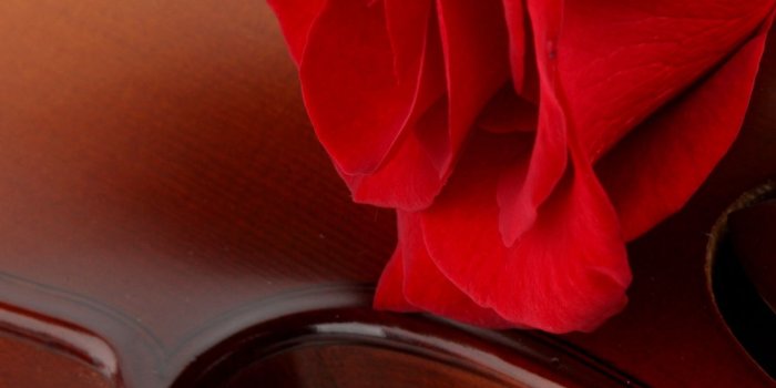 1242x2688 Bowed String Instrument, Red, Black Rose, Violin, Rose Wallpaper for