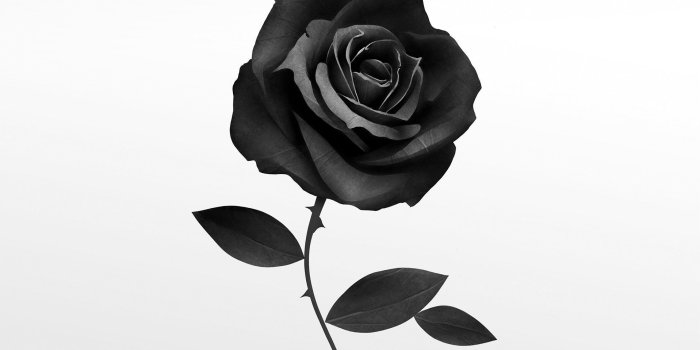 1917x1176 Black Rose Wallpapers - Top Free Black Rose Backgrounds