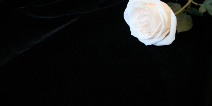 1280x1007 48+] Black Background Wallpaper with Flowers on WallpaperSafari