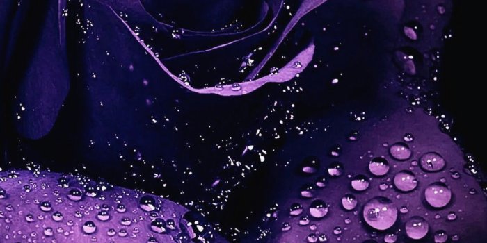 1080x1920 10 Wallpaper Hd for Black Rose - Download Wallpaper HD For PC